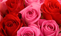 Red and pink roses