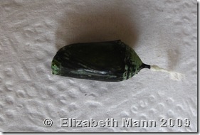 Monarch bacteria