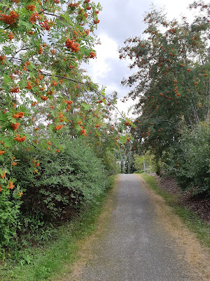 Hiekkapäällysteinen kävelytie, vasemmalla etualla pihlaja oransseine marjoineen