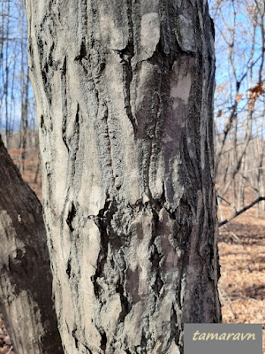 Клён ложнозибольдов (Acer pseudosieboldianum)