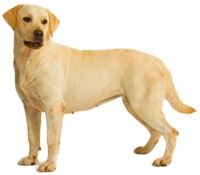 Labrador