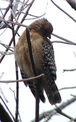 red-shouldered hawk in icy tree