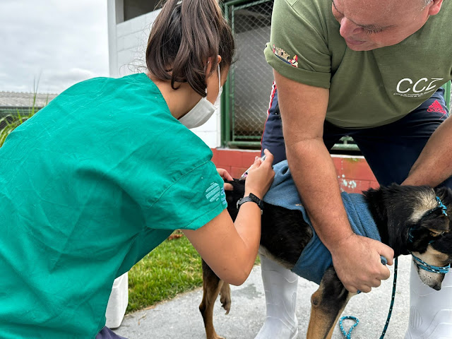 Vacinação antirrábica: Donos de pets do bairro dos Remédios e adjacências participaram de uma ação de vacinação antirrábica no CCZ