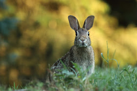 Rabbit in tall grass