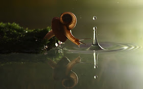 Macro photographs of snails and insects by Vadim trunov, macro photographs, snail on mushroom