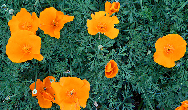 Orange poppies with blue-green foliage