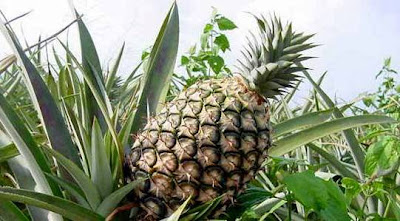 Ananas.