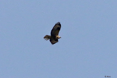 "Long-legged Buzzard - Buteo rufinus, winter visitor flying above."