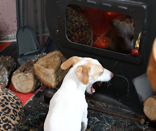 Thelma very happy the fire is lit this morning