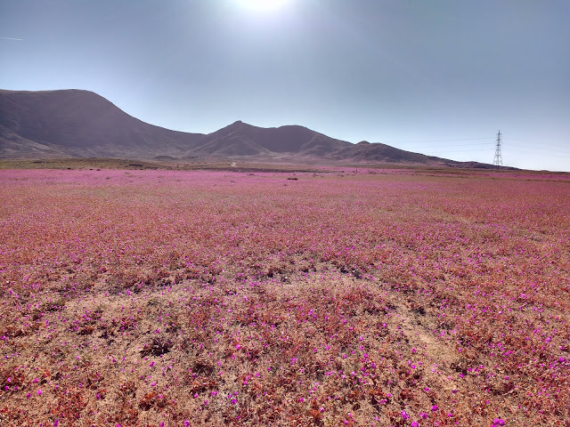 Desierto florido ruta 5, Región de Atacama, Chile