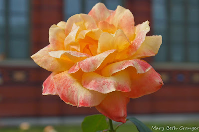 variegated colored rose in Washington, DC photo by mbgphoto