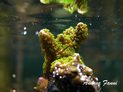 montipora malampaya