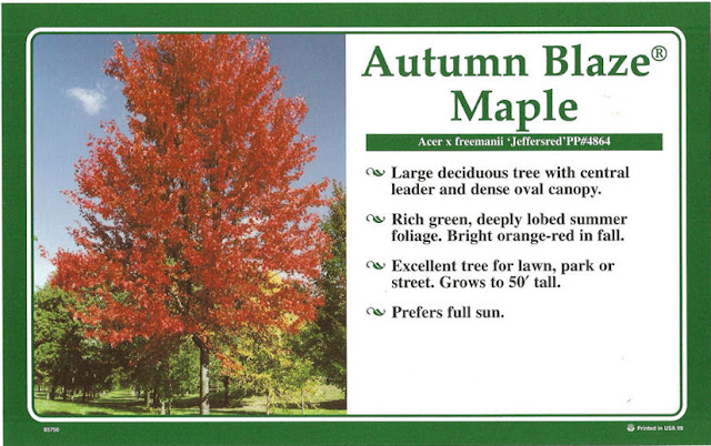 Autumn Blaze Maple3