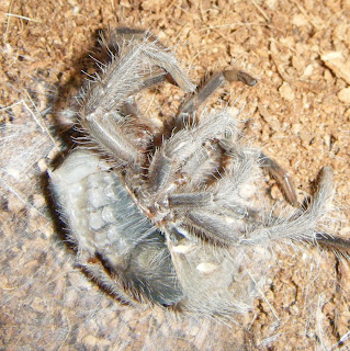 Brazilian Fire Red Tarantula Molting