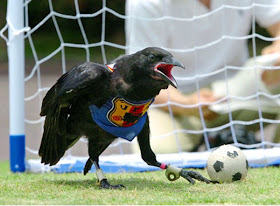 Funny animals playing soccer/football, funny animals, euro 2012, animals play football, animals play soccer