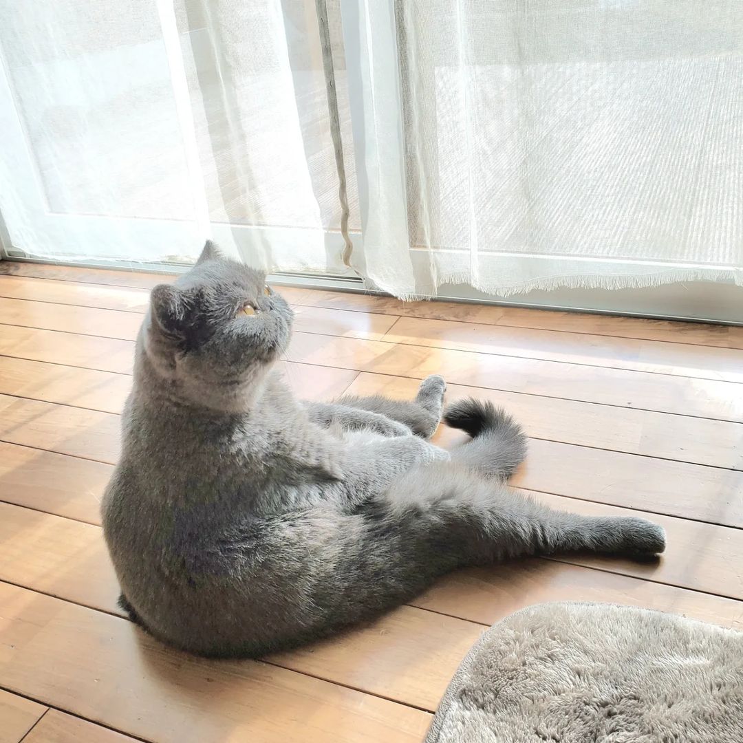 An ash-colored sitting cat