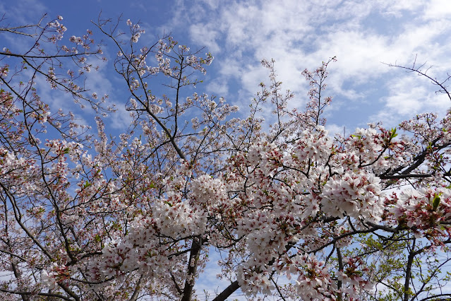 鳥取県西伯郡大山町御来屋 名和公園