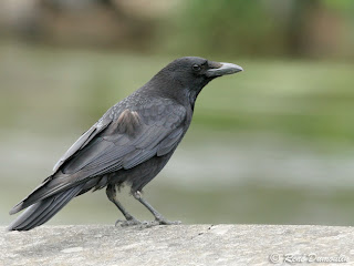 corneja negra Corvus corone