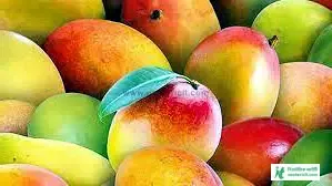 আমের ছবি ডাউনলোড - কাঁচা আমের পিকচার, পিক - mango pic - NeotericIT.com - Image no 14