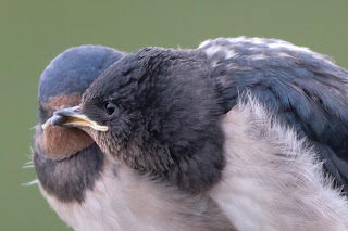 Swallow DFBridgeman