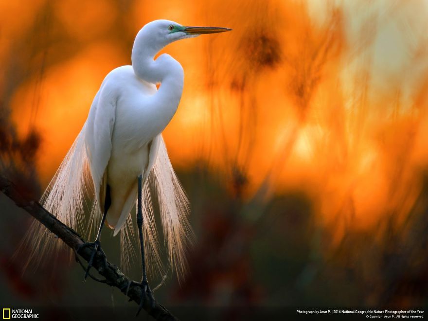 20+ Of The Best Entries From The 2016 National Geographic Nature Photographer Of The Year - Great Egret Against The Setting Sun