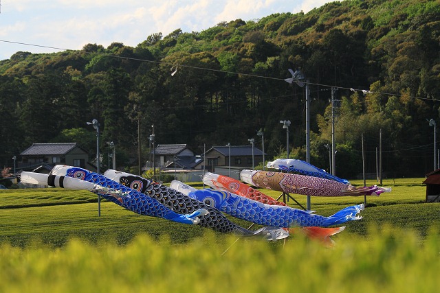 resize0238
