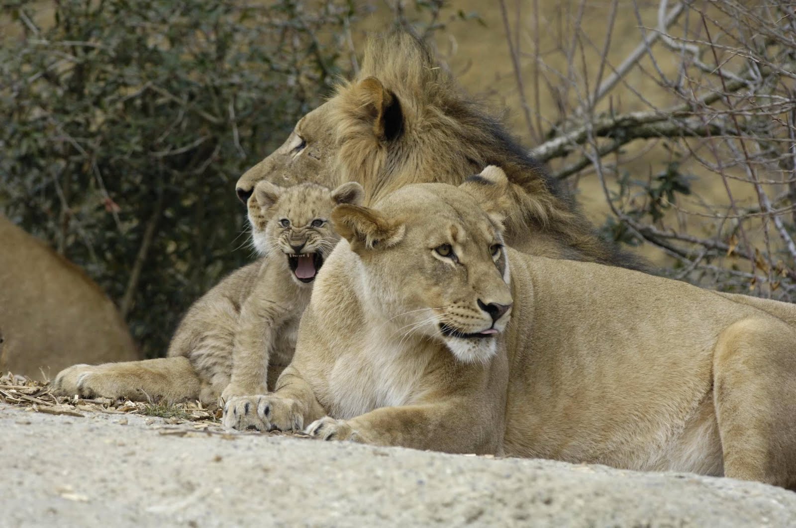 Cheetah Mother and Lion Cubs - Wallpaper - All kind of Wallpapers.