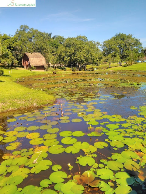 Muitas vitórias-régias no Jardim Botânico de Timbó