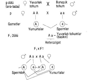 Monohibrit Çaprazlama Nedir? Örnekleri