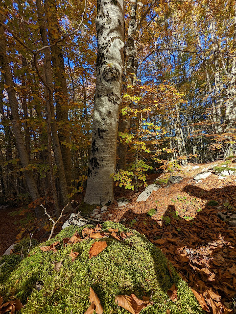 Nel bosco di Cerasolo