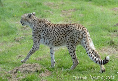 2014-05-25 Whipsnade 023