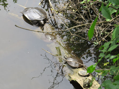 logs with turtles