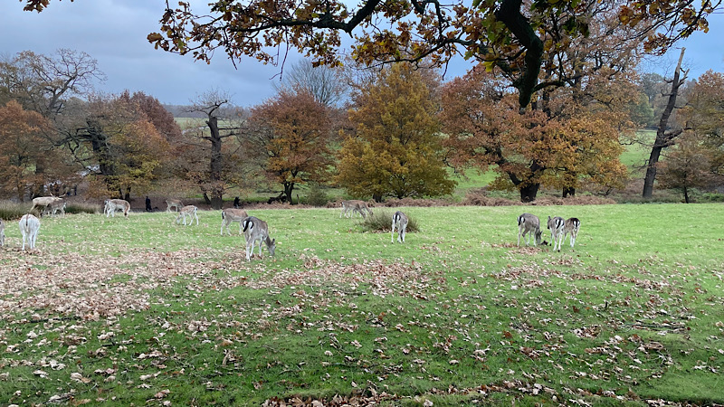 Deer grazing in field at Knole Park