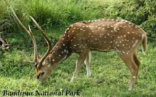 South India Tours - Bandipur National Park
