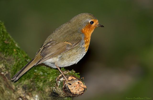 Petirrojo (Erithacus rubecula)