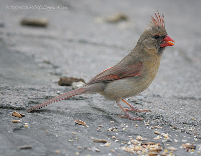 Female cardinal, Toronto photographer Robert Rafton