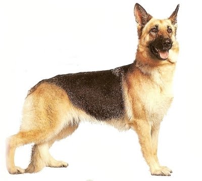 large dog breeds list. German Shepherd Dogs are large