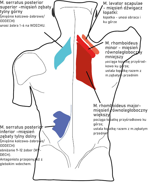 Grafika przedstawiająca mięśnie obręczy barkowej, grzebietu, oddechowe