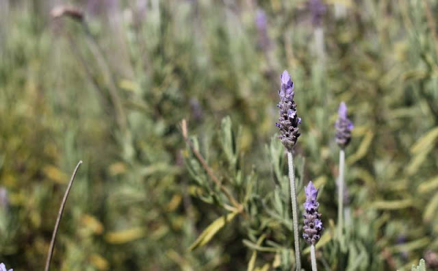 Lavender Flowers