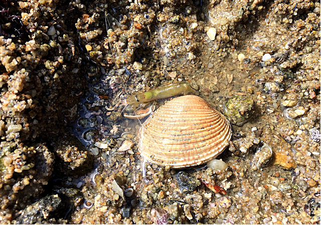 coquillage praire