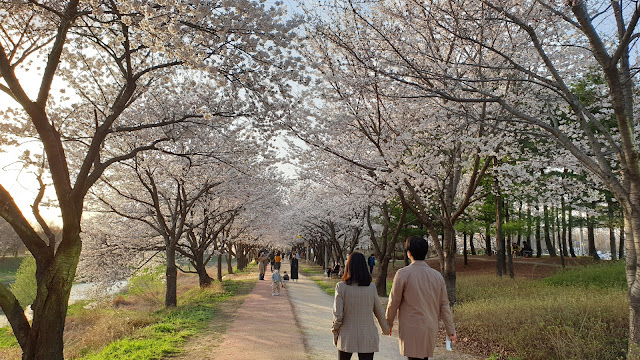 수원 황구지천 벚꽃 데이트