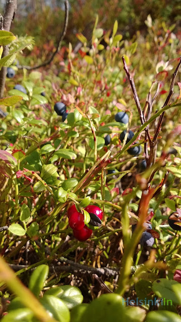 blueberries and lingonberries