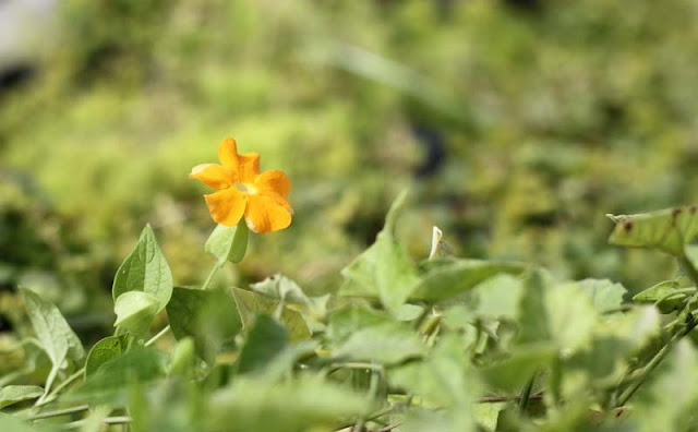 Black-Eyed Susan Vine Flowers Pictures