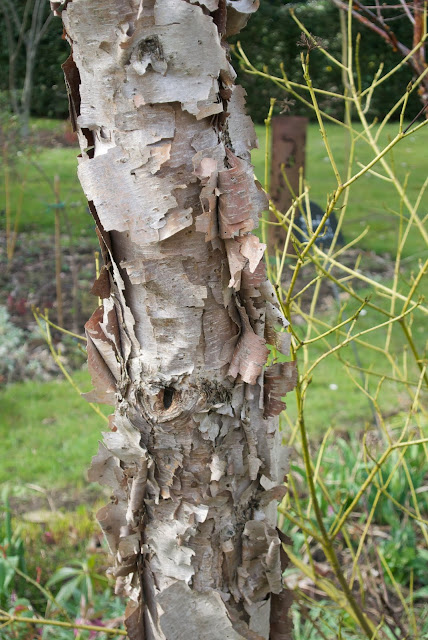 bouleau de Sibérie, belle écorce,