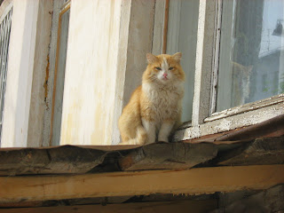 Azure-Eyed Ginger-White Cat