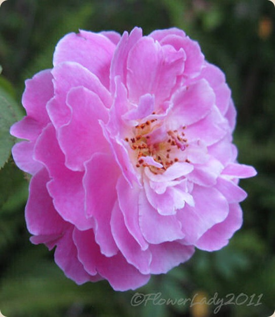 10-15-mary-eliz