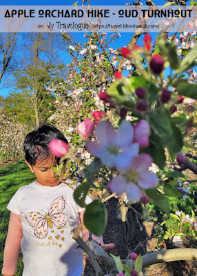 Corsendonk hike apple orchards turnhout