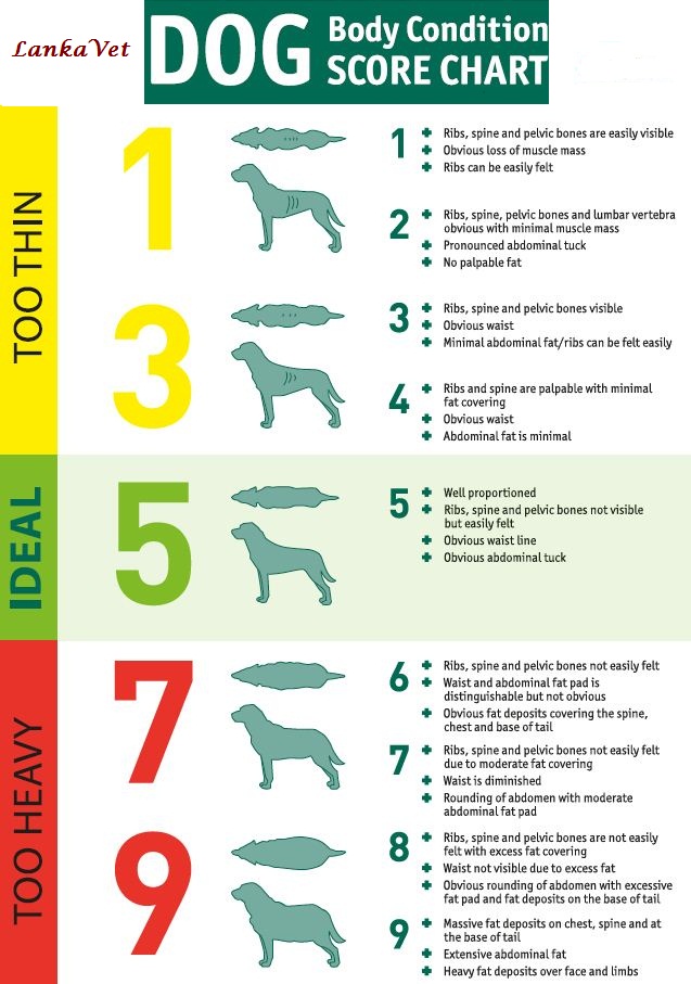 LankaVet: Body Condition Score Charts of Dogs and Cats