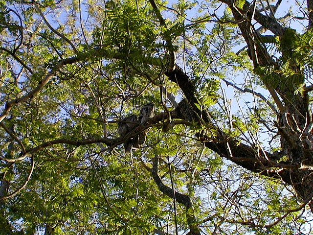 Tawny Frogmouths. South-east Queensland. Australia.