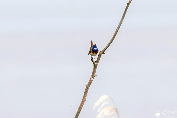 White-spotted bluethroat